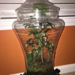 Exceptional Terrariums 13 Photos Nurseries Gardening 2000 Photo Of Exceptional Terrariums Charlotte Nc United States 2nd One I Collected