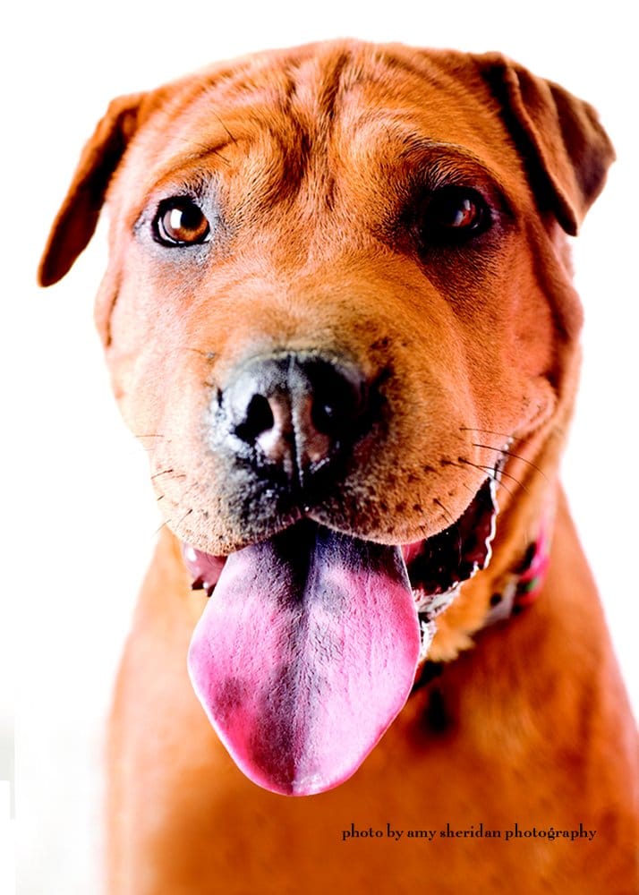Simone’s Pet Services - 14 Photos & 15 Reviews - Dog Walkers - 1271