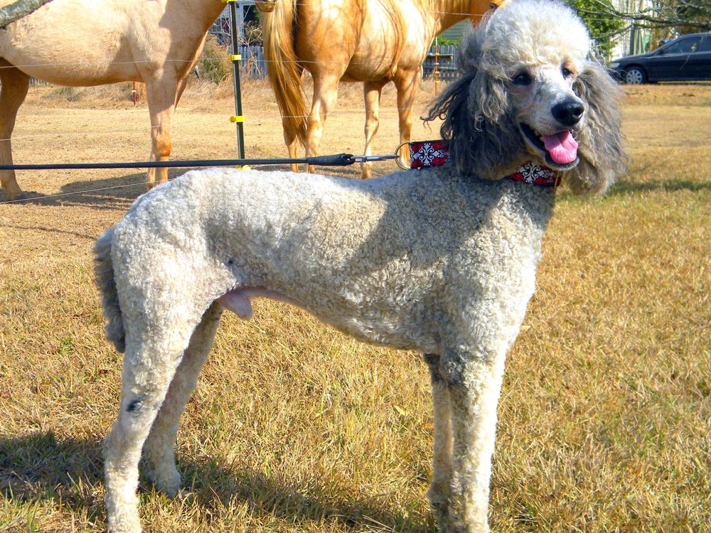CharNel Standard Poodles & Grooming Pet Sitting 104 Johnston Ln, Somerville, AL Phone