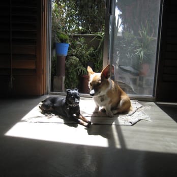 Dog Remedy Behavioral Training Dog Remedy Behavioral Training