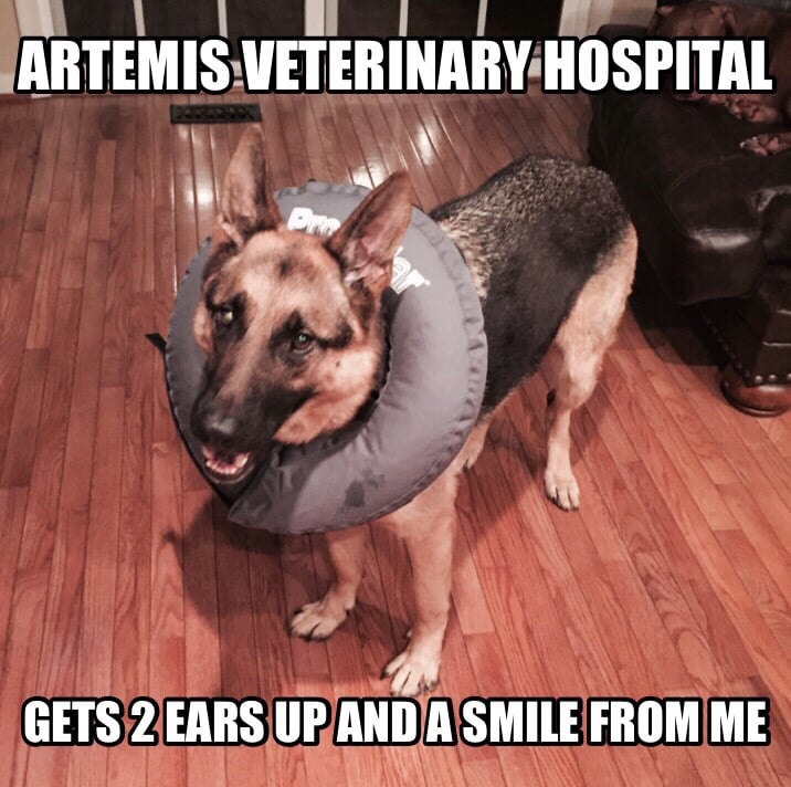 Artemis Veterinary Emergency & Specialty Services