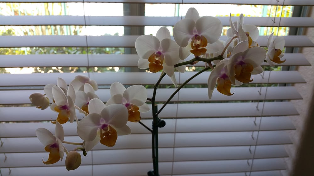 Cal Pacific Orchids Farm 64 Photos & 29 Reviews Nurseries