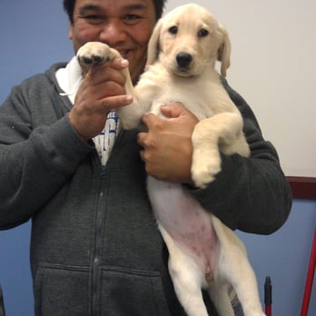 puppies galore more puppies galore more 17 photos 15 reviews pet shops 8102 blanding blvd puppies galore more puppies galore more 17 photos 15 reviews pet shops 8102 blanding blvd