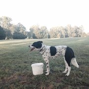 Two Rivers Dog Park Nashville Tn Two Rivers Dog Park Nashville Tn