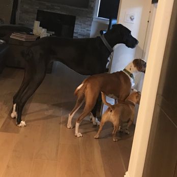 my three dogs carolyn s pet care 92 photos 16 reviews pet sitting palos verdes peninsula my three dogs carolyn s pet care 92 photos 16 reviews pet sitting palos verdes peninsula