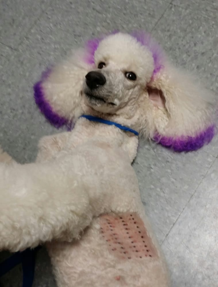 Animal Allergy and Dermatology Clinic 20 Reviews Veterinarians