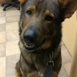 petsmart bather