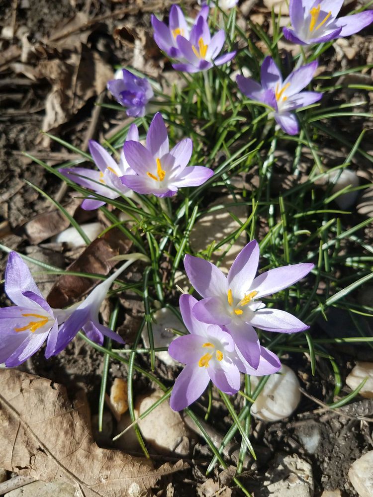 Winkler Botanical Preserve