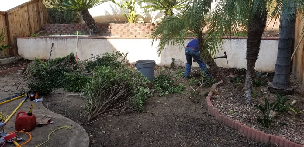 Removing Old Bushes Yelp Removing Old Bushes Yelp