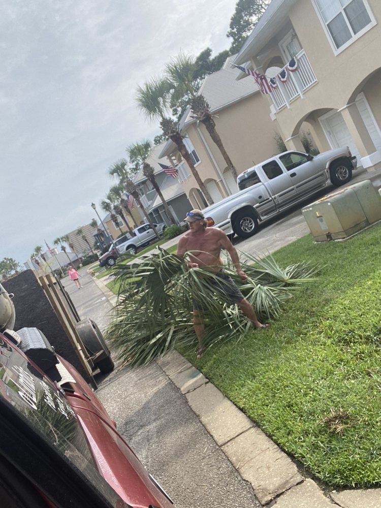 No Limbits Palm N Tree Service