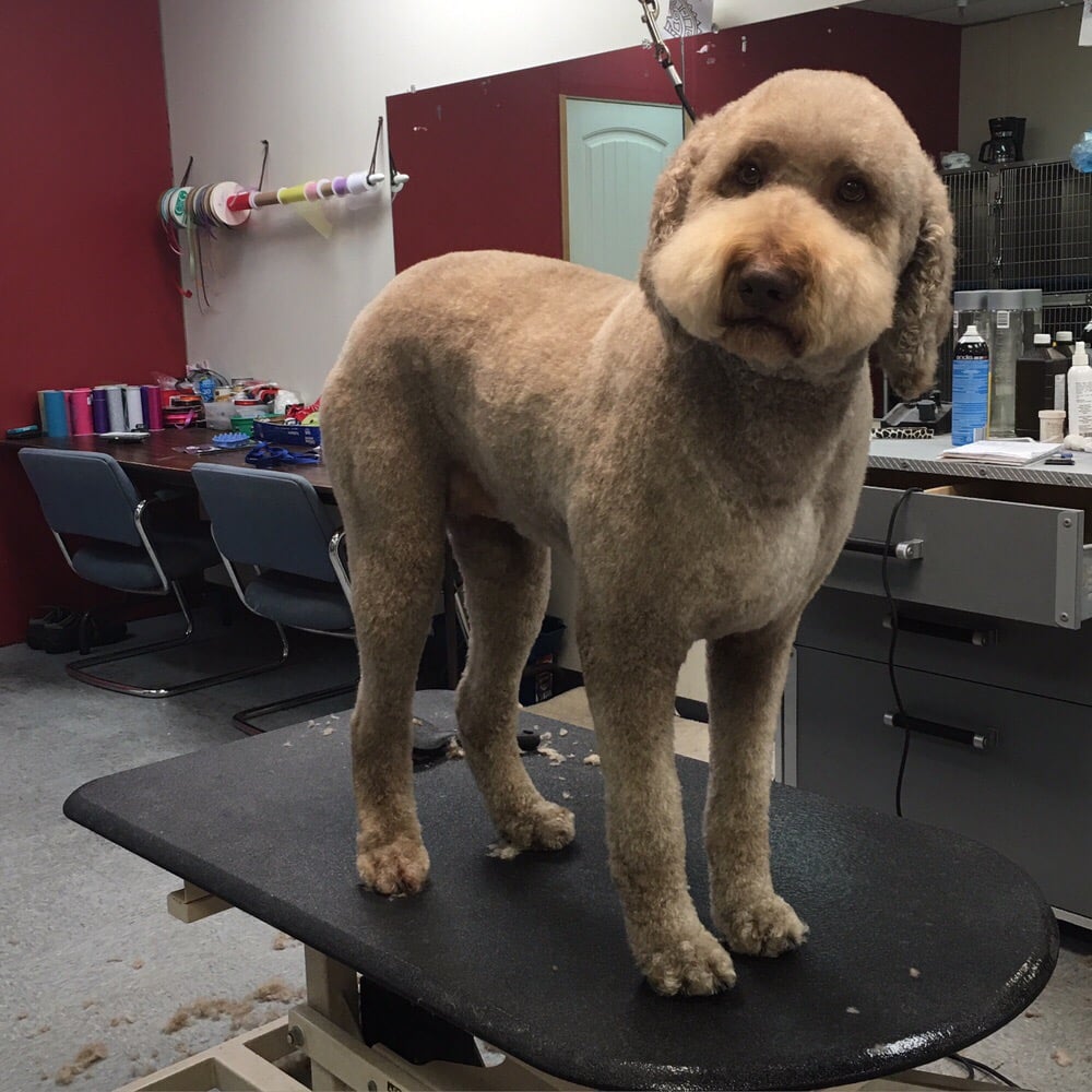 Glamour Paws 10 Photos Pet Groomers 8009 S Sheridan Rd, Tulsa, OK