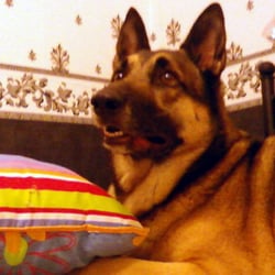 dressage chien boulogne sur mer