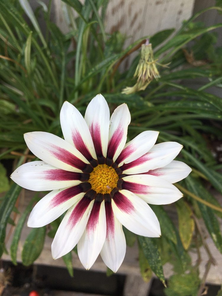 Paul J Ciener Botanical Garden