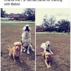dressage chien 82
