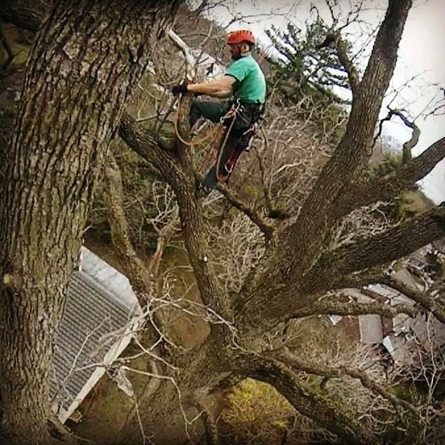 SavATree - Tree Service & Lawn Care