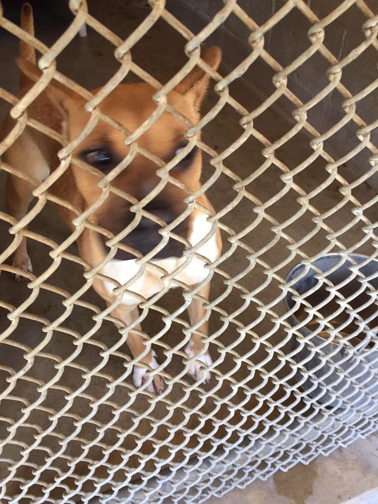 Bakersfield Spca 14 Reviews Animal Shelters 3000 Gibson St