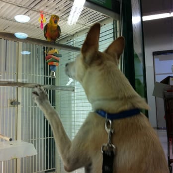 Reviews On Dog Elite Training In Az Reviews On Dog Elite Training In Az