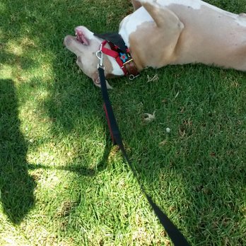 Coastal K Dog Walking Pet Sitting Coastal K Dog Walking Pet Sitting