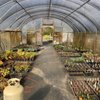 Dancing Oaks Nursery and Gardens gift card