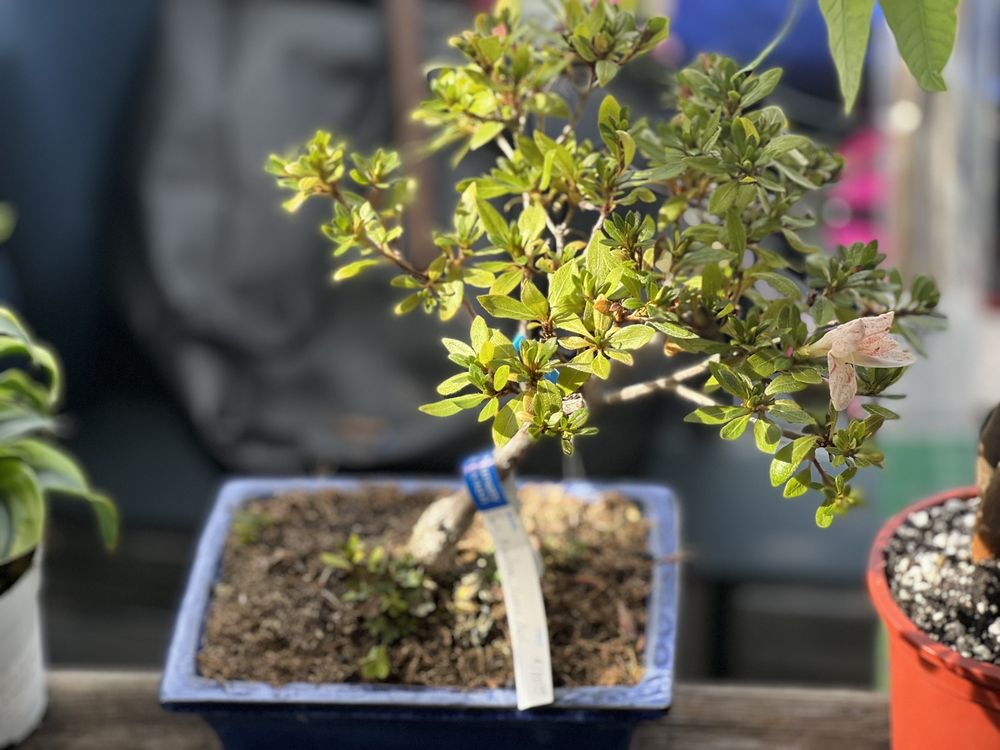 Grove Way Bonsai Nursery