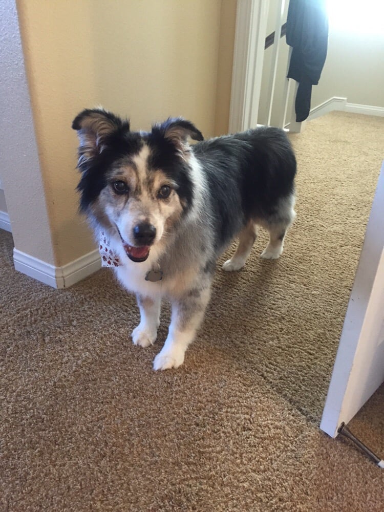 Almost Home Pet Resort Reviews Almost Home Pet Resort Reviews