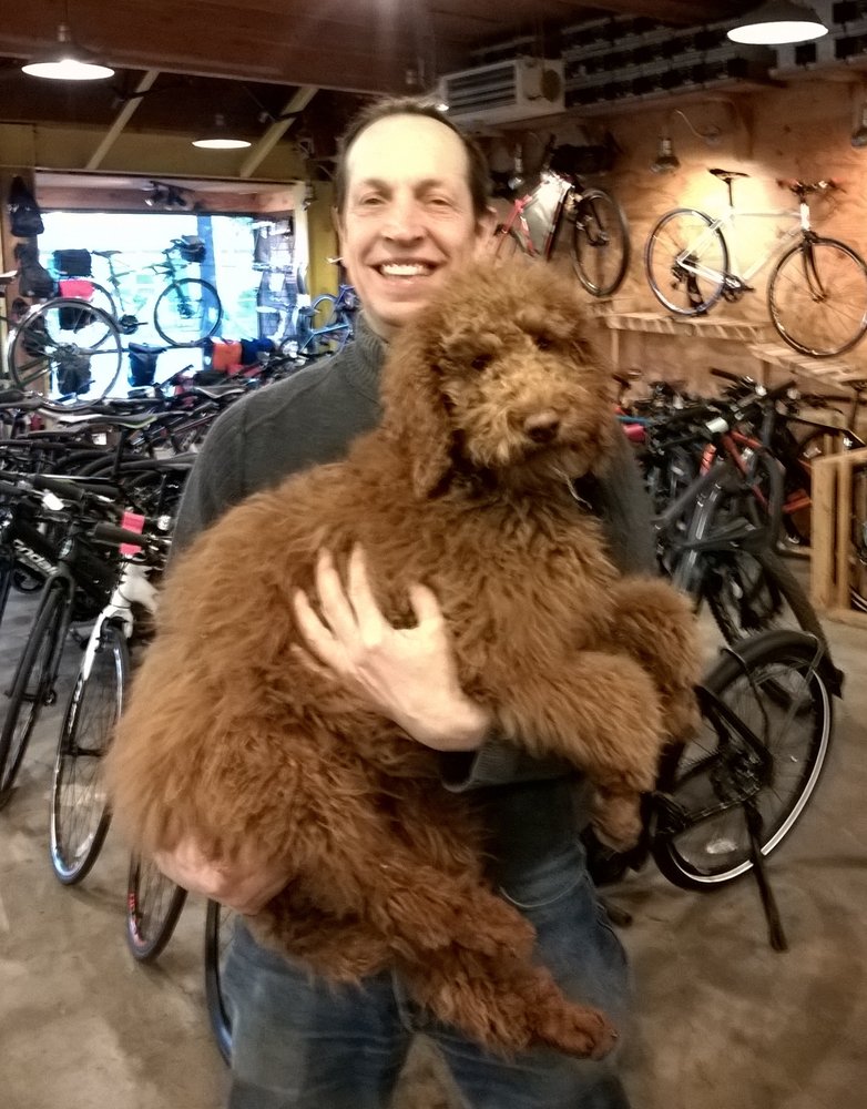 izip bike shop seattle izip bike shop seattle
