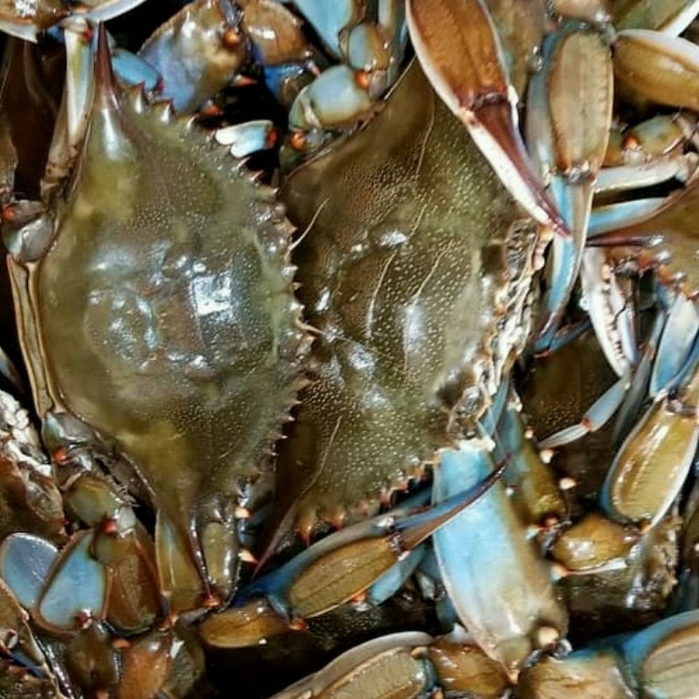 JB’s Seafood Market Order Online 61 Photos & 22 Reviews Seafood