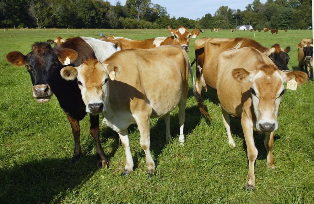 Cherry Grove Farm 58 Photos & 27 Reviews Farmers Market 3200 Lawrenceville Rd