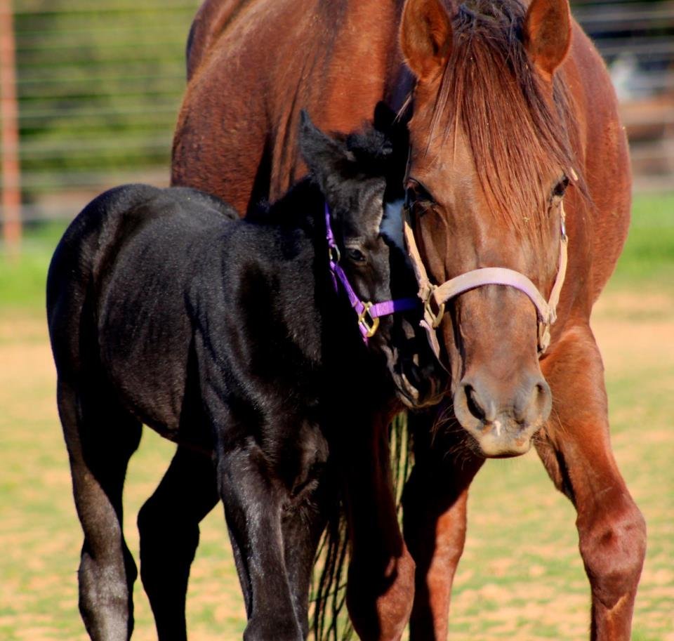 Hoofbeats Equestrian 14 Photos Horseback Riding 8790 Mecca Rd
