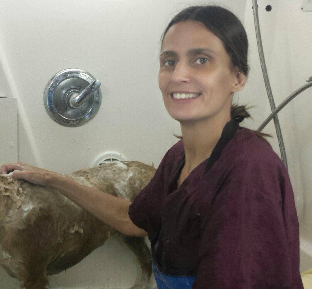 Mobile Dog Grooming Chula Vista Mobile Dog Grooming Chula Vista