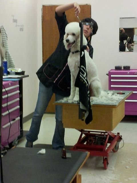Dog Grooming Mount Venon Wa Dog Grooming Mount Venon Wa
