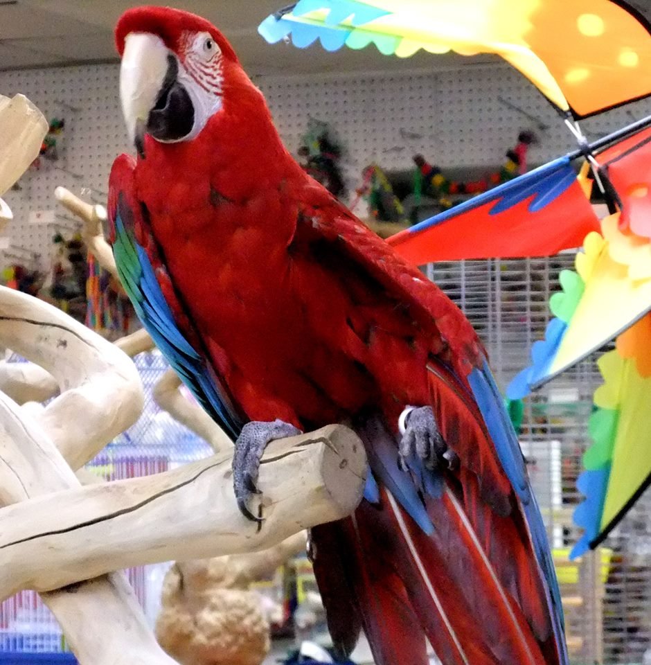 world of birds 21 photos pet stores 15 perry st world of birds 21 photos pet stores 15 perry st
