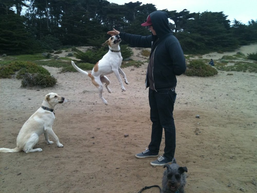 Free Online Dog Walking Certification Free Online Dog Walking Certification