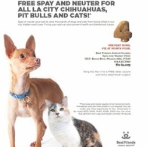Free Pitbull Chihuahua Cats Spay Neuter For Los Angeles City Free Pitbull Chihuahua Cats Spay Neuter For Los Angeles City Residents