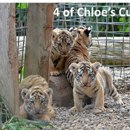 boomer ball bash bloomington for the exotic feline rescue center