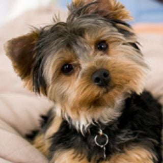 reviewer-profile-image