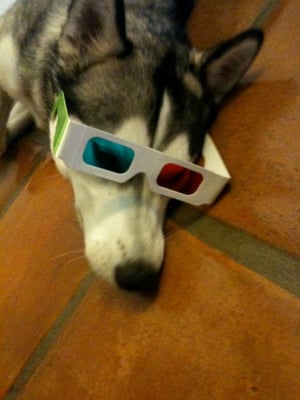 Resultado de imagen para husky spa